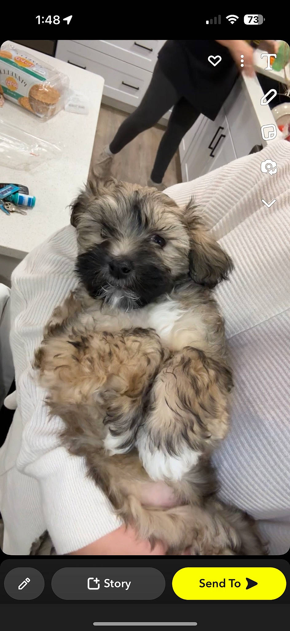 Archie joined the competition — help win amazing prizes! canidae, carnivore, comfort, companion_dog, dog, dog_breed, dog_supply, fur, liver, maltepoo, shih_poo, shih_tzu, small_terrier, snout, sporting_group, tableware, terrier, toy_dog, working_animal, yorkipoo