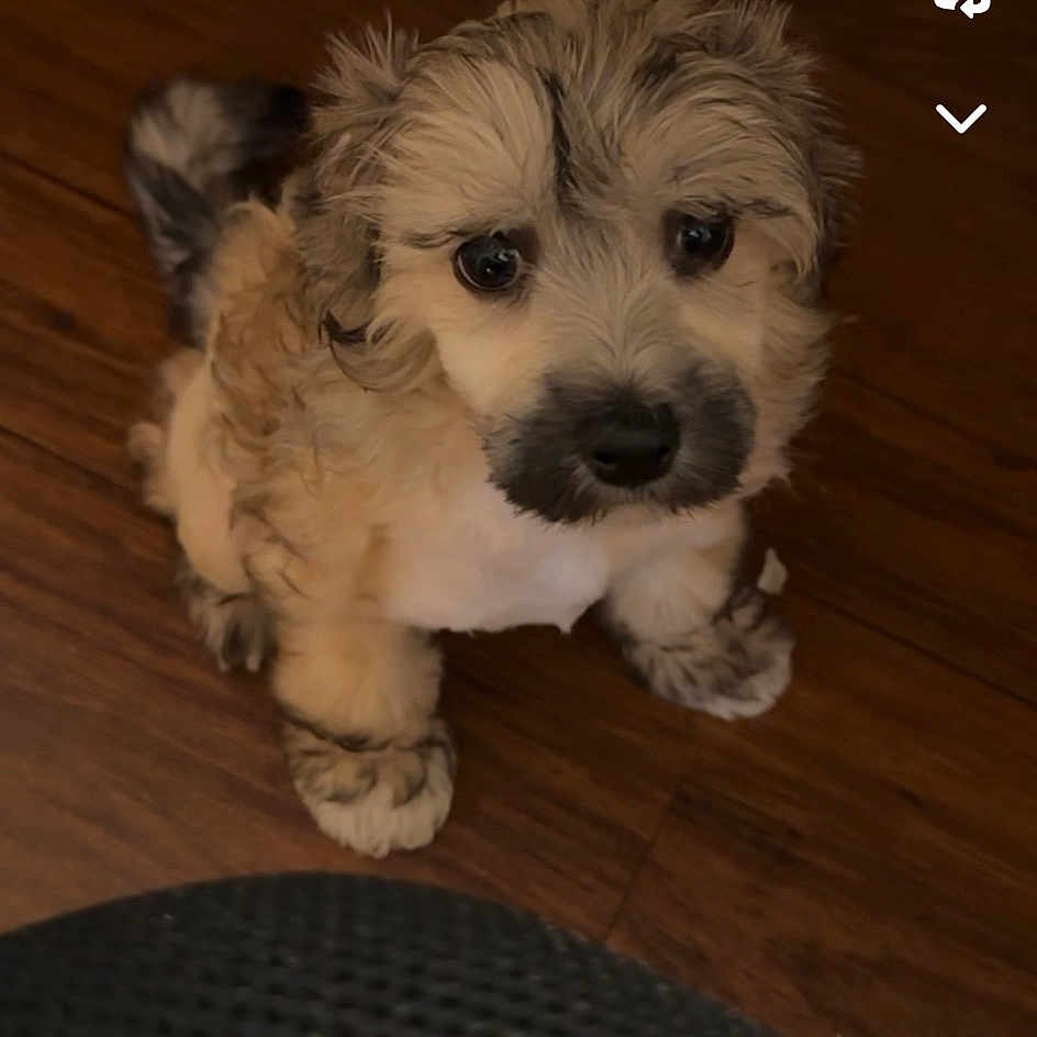 Archie