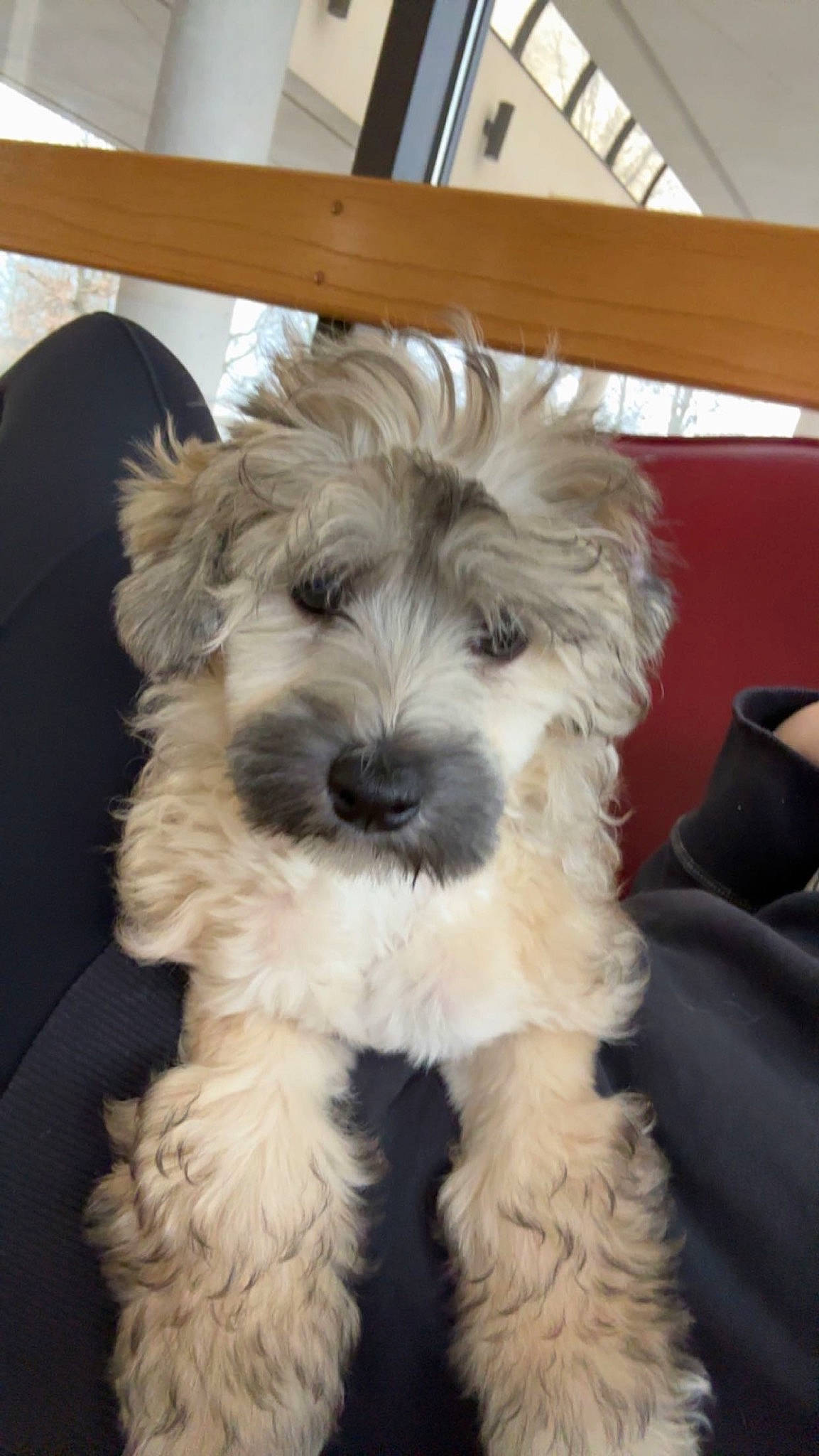 Archie is registered to the contest to win money with this photo: carnivore, companion_dog, dog, dog_breed, fur, maltepoo, non_sporting_group, small_terrier, snout, sporting_group, terrier, toy_dog, water_dog, working_animal, yorkipoo