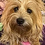 Edwina is registered to the contest to win money with this photo: dog, pet, fluffy, close_up, brown, cute, fur, animal, indoor, blanket, small_dog, scruffy, curious, portrait, domestic_animal, whiskers, ears, snout, paw, companion