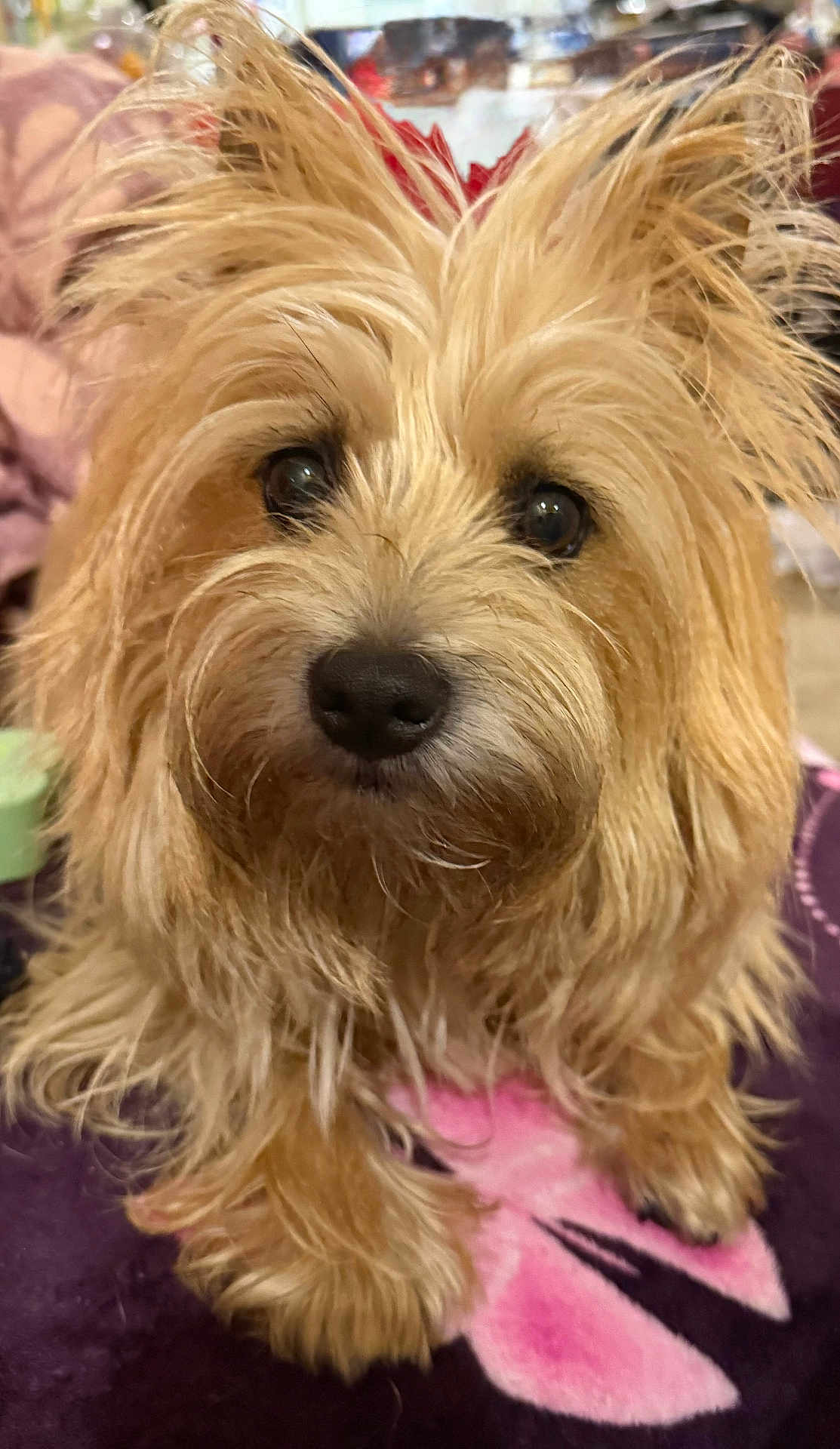 Edwina is registered to the contest to win money with this photo: dog, pet, fluffy, close_up, brown, cute, fur, animal, indoor, blanket, small_dog, scruffy, curious, portrait, domestic_animal, whiskers, ears, snout, paw, companion