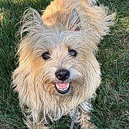 Edwina joined the competition — help win amazing prizes! dog, grass, leash, outdoor, pet, happy, smiling, fur, canine, animal, nature, daylight, cute, portrait, friendly, small_dog, ears, tongue, face, eyes