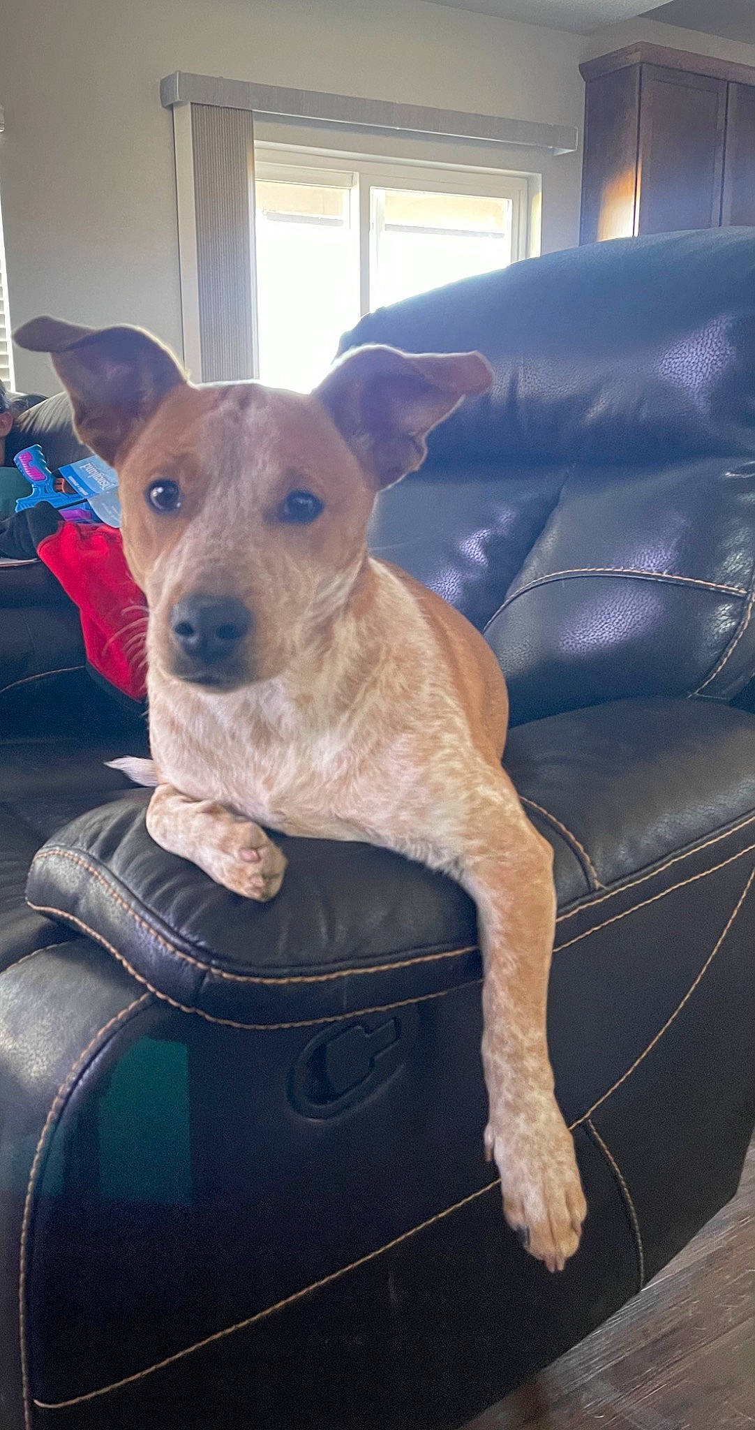 Dixie joined the competition — help win amazing prizes! canidae, carnivore, collar, comfort, companion_dog, couch, dog, dog_breed, dog_clothes, dog_collar, dog_supply, fawn, non_sporting_group, puppy, snout, sporting_group, terrier, toy_dog, whiskers, working_animal