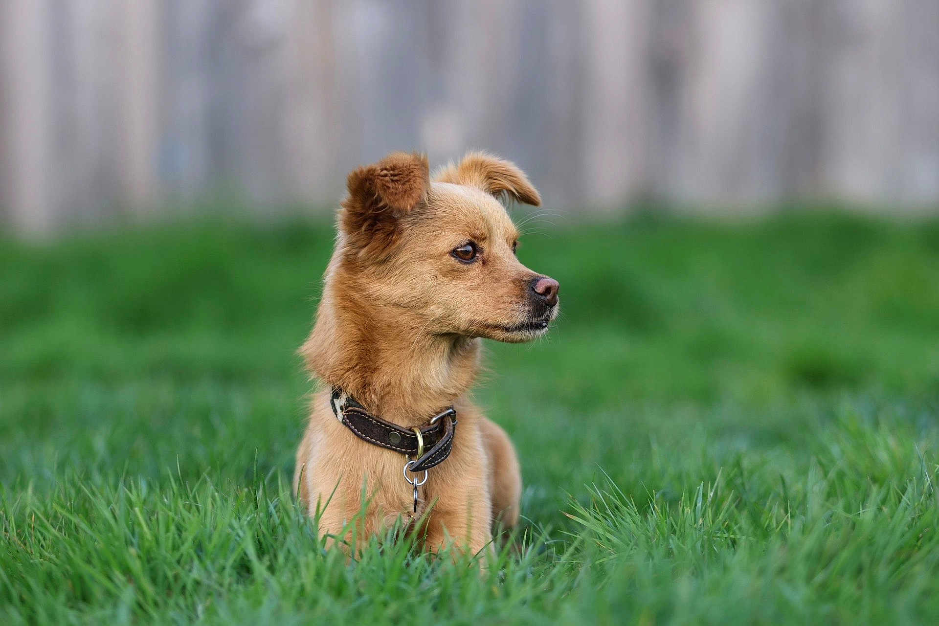 Arthur participe au concours pour gagner de l'argent avec cette photo : dog, brown_fur, collar, grass, backyard, portrait, canine, sitting, profile, ears, muzzle, pet, outdoor, domestic_animal, shallow_depth_of_field, bokeh, fence, nature, closeup, attentive
