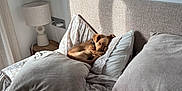 Arthur a rejoint le concours — aidez-le/la à gagner de superbes lots ! dog, sleeping_dog, bed, pillows, duvet, headboard, lamp, nightstand, sunlight, shadow, cozy, interior, neutral_tones, blanket, pup, nap, pet, home, soft_furnishings, comfort