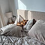 dog, sleeping_dog, bed, pillows, duvet, headboard, lamp, nightstand, sunlight, shadow, cozy, interior, neutral_tones, blanket, pup, nap, pet, home, soft_furnishings, comfort
