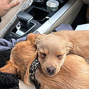Arthur participe au concours pour gagner de l'argent avec cette photo : dog, puppy, sleeping_puppy, sleeping, car_interior, center_console, gear_shift, cup_holder, collar, fur, nose, closeup, cozy, lap, seatbelt, passenger, tan_fur, small_dog, animal, cuddling