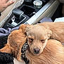 dog, puppy, sleeping_puppy, sleeping, car_interior, center_console, gear_shift, cup_holder, collar, fur, nose, closeup, cozy, lap, seatbelt, passenger, tan_fur, small_dog, animal, cuddling