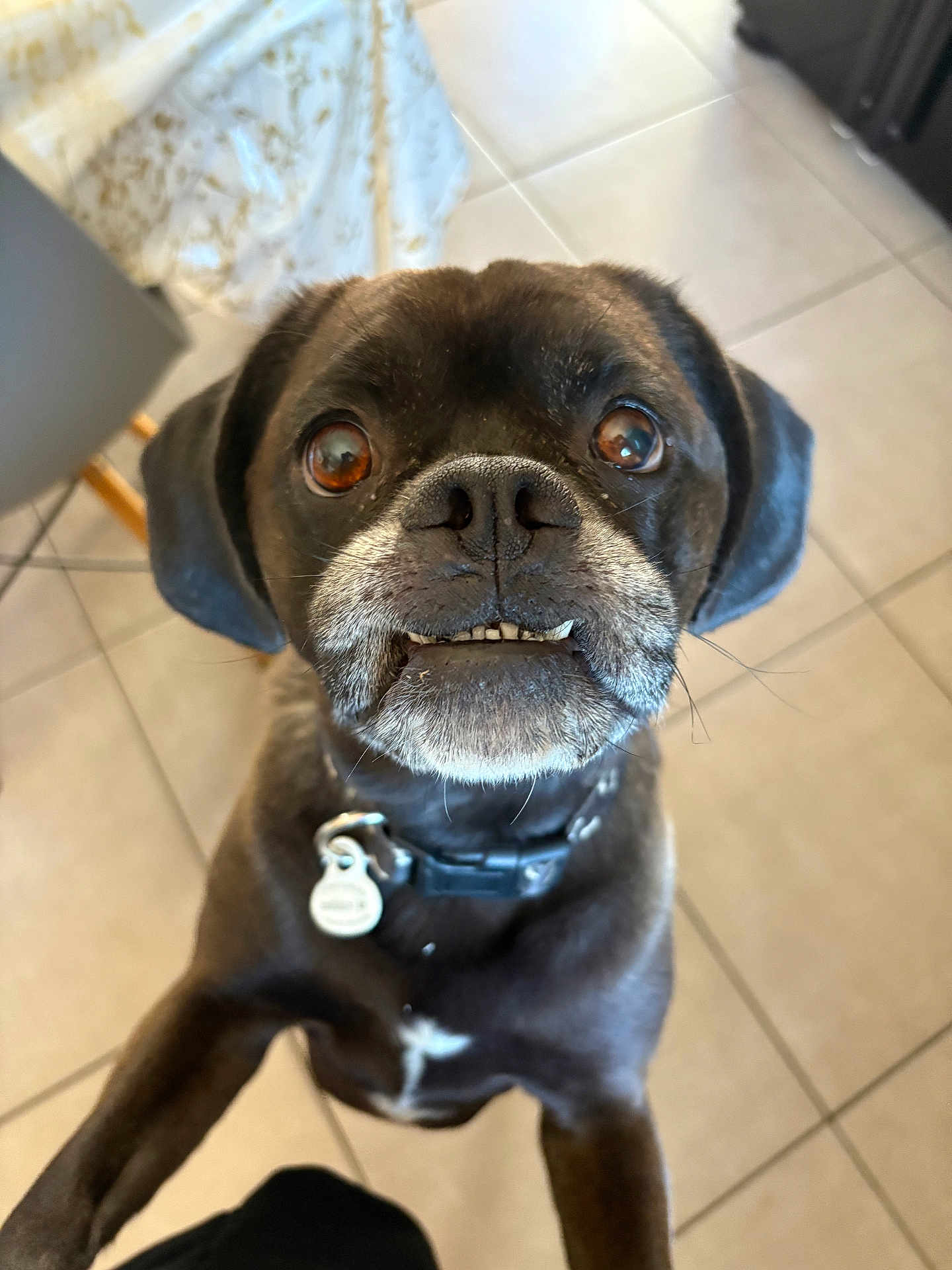 Sharko participe au concours pour gagner de l'argent avec cette photo : dog, black_dog, pet, indoor, floor_tiles, collar, tag, closeup, cute, expression, animal, companion, looking_up, whiskers, teeth, muzzle, ears, household, domestic, friendly
