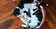 Oslo participe au concours pour gagner de l'argent avec cette photo : cat, cats, pet_bed, wooden_floor, black_and_white_cat, tabby_cat, indoor, pets, cute, snuggling, fur, green_eyes, whiskers, playful, companions, relaxed, resting, flooring, animal, domestic_animal