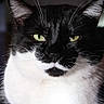 cat, tuxedo_cat, black_and_white, green_eyes, close_up, portrait, feline, whiskers, animal, pet, indoor, fur, face, ears, mustache_pattern, alert, looking_at_camera, domestic_cat, mammal, cute