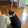 Oslo a rejoint le concours — aidez-le/la à gagner de superbes lots ! cat, black_and_white, curious, indoor, wooden_floor, rug, toy, side_table, glass_vase, natural_light, window, door, home, pet, feline, fur, whiskers, floor, sitting, looking_up
