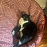 cat, black_and_white, indoor, cushion, patterned, relaxed, yellow_eyes, wooden_floor, pet, feline, resting, cozy, curious, fur, domestic_animal, comfortable, home, animal, mammal, looking