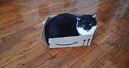 Oslo participe au concours pour gagner de l'argent avec cette photo : amazon_logo, animal, black_and_white, box, cardboard_box, cat, cozy, cute, domestic_cat, feline, flooring, fur, home, indoor, pet, relaxed, sitting, small_space, whiskers, wooden_floor