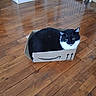 Oslo participe au concours pour gagner de l'argent avec cette photo : cat, black_and_white, cardboard_box, amazon_logo, wooden_floor, indoor, pet, feline, sitting, cozy, home, flooring, animal, cute, box, domestic_cat, whiskers, fur, relaxed, small_space