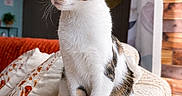 Gaby participe au concours pour gagner de l'argent avec cette photo : alert, armrest, cat, couch, cozy, curtain, cushion, domestic_animal, feline, fur, home, indoor, living_room, pet, side_view, sitting, tabby, whiskers, white, wood_paneling