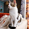 Gaby participe au concours pour gagner de l'argent avec cette photo : cat, tabby, white, feline, sitting, couch, armrest, indoor, living_room, curtain, cushion, wood_paneling, cozy, pet, fur, whiskers, alert, side_view, home, domestic_animal