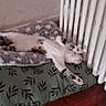 Gaby participe au concours pour gagner de l'argent avec cette photo : cat, sleeping, blanket, cushion, radiator, indoor, relaxed, cozy, pattern, star_pattern, leaf_pattern, floor, resting, pet, feline, home, animal, comfort, paw, stretching