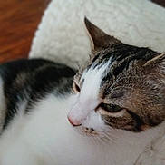 Gaby participe au concours pour gagner de l'argent avec cette photo : cat, tabby, white_fur, close_up, resting, pet, animal, indoor, blanket, soft_texture, fur, whiskers, ear, face, sleepy, cute, domestic, cozy, relaxed, mammal