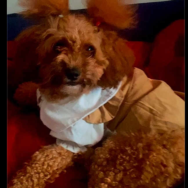 Sunflower joined the competition — help win amazing prizes! affenpinscher, animal, canine, clothing, coat, cockerspaniel, couch, cushion, dog, dogbed, fur, furniture, homedecor, jacket, pet, poodle, puppy, snout, terrier, whitedog