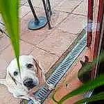 Heidie a rejoint le concours — aidez-le/la à gagner de superbes lots ! aqua, azure, black, blue, carnivore, composite_material, dog, dog_breed, dog_supply, floor, flooring, grey, iron, line, metal, pet_supply, photography, snapshot, vertebrate, white