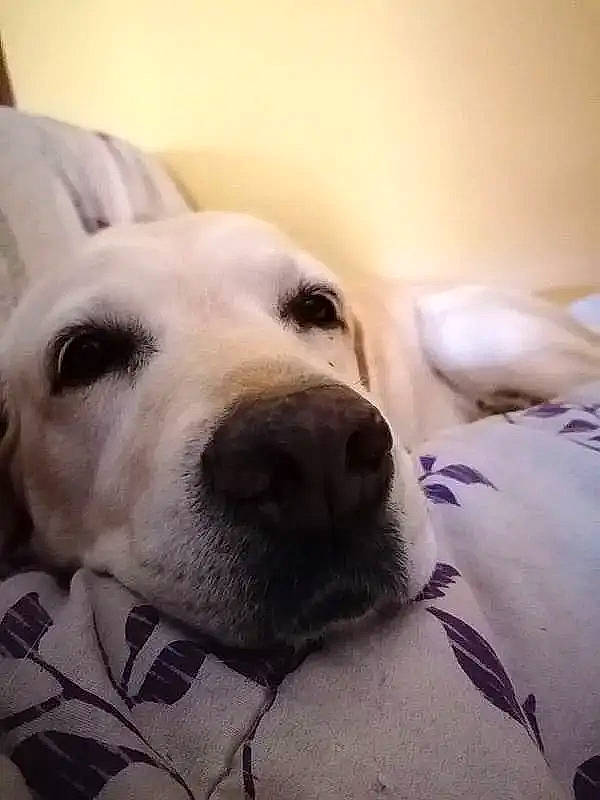 Heidie participe au concours pour gagner de l'argent avec cette photo : canidae, carnivore, collar, companion_dog, dog, dog_breed, dog_supply, dogo_guatemalteco, mammal, pet_supply, snout, sporting_group, vertebrate, whiskers, white, working_animal, working_dog