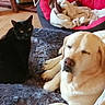 Heidie a rejoint le concours — aidez-le/la à gagner de superbes lots ! animal, black_cat, blanket, cat, companion, cozy, cute, dog, domestic, fluffy_rug, fur, home, indoor, pet, pet_bed, relaxed, resting, sleepy, wooden_floor, yellow_labrador