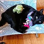 Kikie a rejoint le concours — aidez-le/la à gagner de superbes lots ! art, carnivore, cat, dog_breed, domestic_short_haired_cat, fashion_accessory, felidae, flooring, fur, hardwood, hat, linens, magenta, room, sleeve, small_to_medium_sized_cats, tail, whiskers, wood, wood_stain