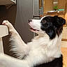 Tuki a rejoint le concours — aidez-le/la à gagner de superbes lots ! dog, black_and_white, border_collie, pet, kitchen, counter, indoor, fur, canine, looking_up, paw, home, curious, animal, mammal, domestic, tongue, snout, ears, floor