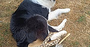 Tuki a rejoint le concours — aidez-le/la à gagner de superbes lots ! dog, black_and_white, border_collie, shoe, leopard_print, grass, dry_grass, outdoor, pet, animal, lying_down, paw, fur, nature, summer, resting, canine, mammal, side_view, grassland
