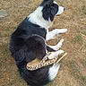 dog, black_and_white, border_collie, shoe, leopard_print, grass, dry_grass, outdoor, pet, animal, lying_down, paw, fur, nature, summer, resting, canine, mammal, side_view, grassland
