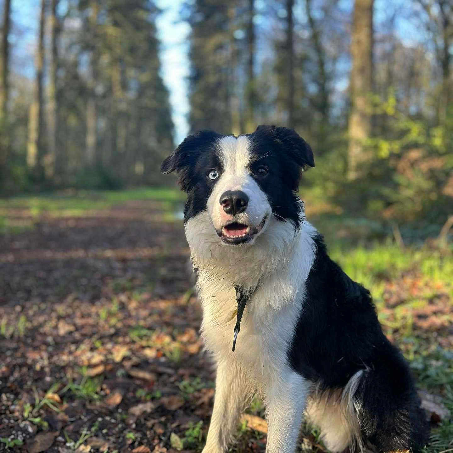 Tuki participe au concours pour gagner de l'argent avec cette photo : dog, border_collie, black_and_white, heterochromia, blue_eye, brown_eye, forest, trees, path, sunlight, autumn_leaves, outdoor, nature, pet, canine, animal, sitting, portrait, daytime, grass