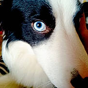 Tuki a rejoint le concours — aidez-le/la à gagner de superbes lots ! dog, close_up, blue_eye, black_and_white, fur, pet, animal, portrait, face, canine, whiskers, snout, domestic_animal, muzzle, expressive_eye, indoor, looking, cute, furry, friendly