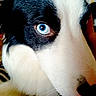 dog, close_up, blue_eye, black_and_white, fur, pet, animal, portrait, face, canine, whiskers, snout, domestic_animal, muzzle, expressive_eye, indoor, looking, cute, furry, friendly