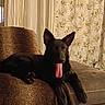 Tyson a rejoint le concours — aidez-le/la à gagner de superbes lots ! dog, black_dog, tongue_out, pet, indoor, couch, blanket, curtains, patterned_curtains, relaxed, animal, canine, fur, paw, ears, laying_down, home, living_room, brown, cozy