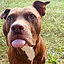 dog, brown_dog, tongue_out, close_up, outdoor, grass, pet, canine, animal, cute, playful, muzzle, ears, fur, white_chest, nature, friendly, looking, expression, tongue