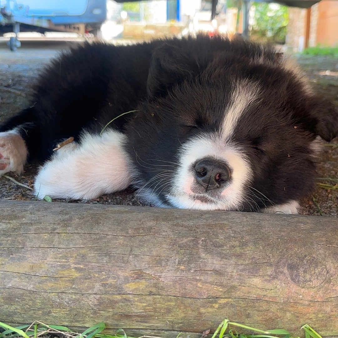 Aïko participe au concours pour gagner de l'argent avec cette photo : animal, architecture, building, canine, cockerspaniel, collie, dog, eskimodog, grass, hound, husky, machine, outdoors, papillon, pet, plant, puppy, shelter, snout, wood