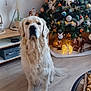 golden_retriever, dog, christmas_tree, ornaments, lights, living_room, wooden_floor, basket, peanuts, table, decorations, holiday, festive, tv, cartoon, drawing, plant, vase, santa_figurine, cozy