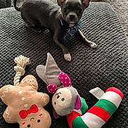 Aïko participe au concours pour gagner de l'argent avec cette photo : chihuahua, dog, small_dog, toy, plush_toy, gingerbread_man, candy_cane, mouse_toy, blanket, carpet, indoor, pet, collar, ears, animal, cute, playful, resting, texture, cozy