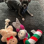 chihuahua, dog, small_dog, toy, plush_toy, gingerbread_man, candy_cane, mouse_toy, blanket, carpet, indoor, pet, collar, ears, animal, cute, playful, resting, texture, cozy