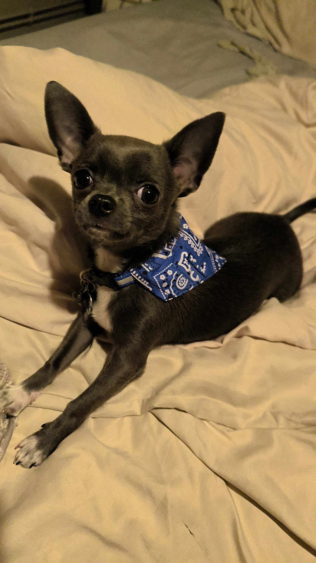 Aïko a rejoint le concours — aidez-le/la à gagner de superbes lots ! dog, pet, small_dog, chihuahua, bandana, blue_bandana, bed, beige_bedspread, indoor, cute, relaxed, animal, lying_down, fur, ears, paw, canine, companion, domestic_animal, resting