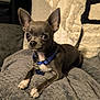 Aïko a rejoint le concours — aidez-le/la à gagner de superbes lots ! dog, chihuahua, small_dog, pet, animal, blue_collar, blanket, indoor, cozy, cute, ears_up, paw, fur, lying_down, looking_at_camera, household, pillow, texture, resting, companion