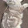 Madinah is registered to the contest to win money with this photo: cat, silver_tabby, fluffy, indoor, carpet, pet, animal, feline, yellow_eyes, relaxed, lying_down, fur, curious, looking_at_camera, whiskers, ears, tail, domestic_cat, cozy, close_up