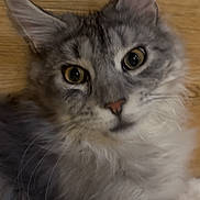 Madinah joined the competition — help win amazing prizes! cat, gray_cat, fluffy, yellow_eyes, pet, animal, indoor, wooden_floor, portrait, curious, feline, whiskers, ears, close_up, fur, cute, domestic_cat, laying, looking, face