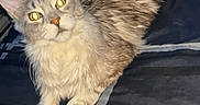 Madinah joined the competition — help win amazing prizes! cat, animal, pet, feline, bed, blanket, indoor, fur, ears, tail, resting, looking, curious, striped, domestic, cute, whiskers, eyes, sleeping_area, comfort