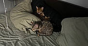Zara joined the competition — help win amazing prizes! bed, bedding, cat, cozy, domestic_animal, fan, feline, headboard, indoor, nap, pillow, quiet, rest, sleeping, striped, striped_bedding, striped_pillow, striped_sheet, tabby_cat, two_cats