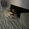 bed, bedding, cat, cozy, domestic_animal, feline, indoor, nap, pillow, rest, sleeping, striped, striped_bedding, striped_pillow, striped_sheet, tabby_cat, two_cats, fan, headboard, quiet