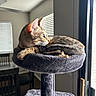 cat, tabby_cat, cat_tree, indoor, window, natural_light, furniture, dining_table, chair, blinds, pet, animal, relaxing, cozy, fur, looking_out, domestic, home, quiet, peaceful
