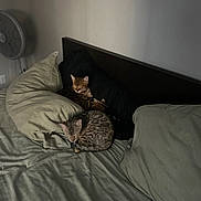 Zara joined the competition — help win amazing prizes! bed, calm, cat, cozy, domestic_animal, fan, feline, fur, headboard, home, indoor, pillow, quiet, relaxing, resting, sleep, sleeping, soft_light, striped_bedding, two_animals