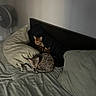 cat, bed, pillow, striped_bedding, sleeping, indoor, feline, resting, cozy, domestic_animal, fan, headboard, sleep, fur, two_animals, calm, relaxing, quiet, soft_light, home